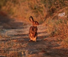 La sociedad de cazadores de Jerez de los Caballeros continúa con su proyecto para la mejora del conejo